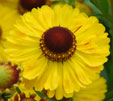 Helenium 'Blütentisch''