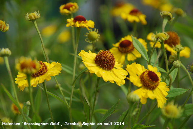 Helenium 'Bressingham Gold'