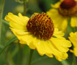 Helenium 'Bressingham Gold'