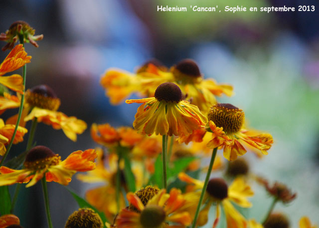 Helenium'Cancan'