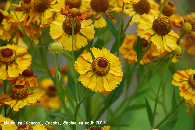 Helenium 'Cancan'