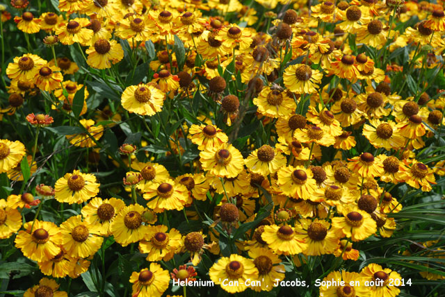 Helenium'Cancan'