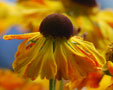 Helenium 'Cancan'