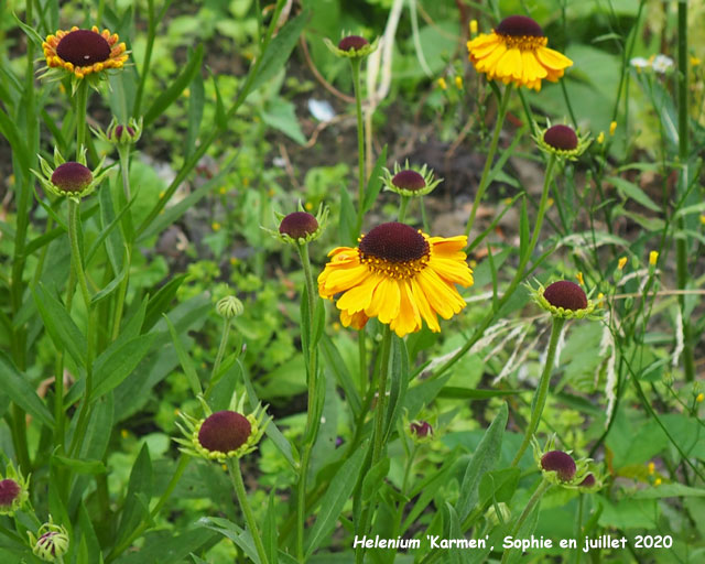 Helenium 'Carmen'