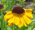Helenium 'Carmen(