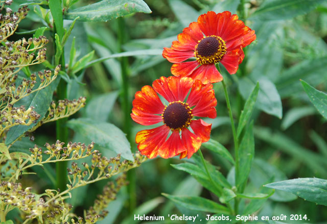 Helenium 'Chelsey'