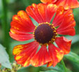 Helenium 'Chelsey'