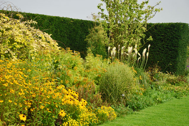 Helenium au Clos du Coudray