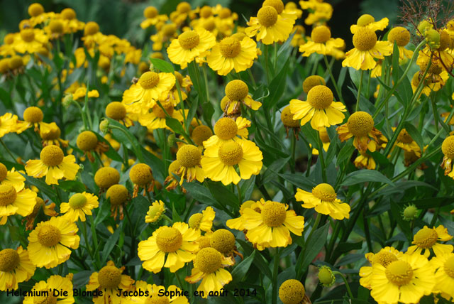 Helenium 'Die Blonde'