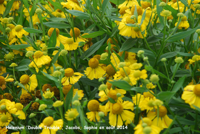 Helenium 'Double Trouble'