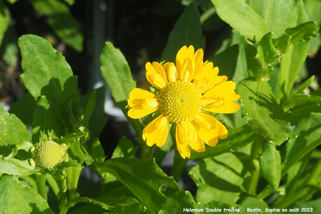 Helenium 'Double Trouble'