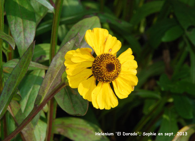 Helenium 'El Dorado'