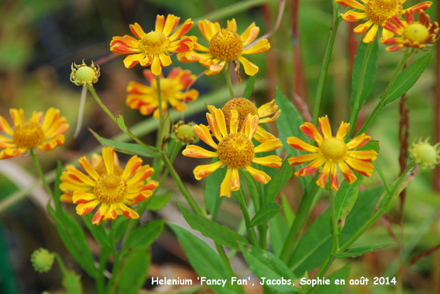 Helenium 'Fancy Fan'