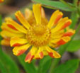 Helenium 'Fancy Fan'