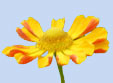 Helenium 'Fancy Fan'