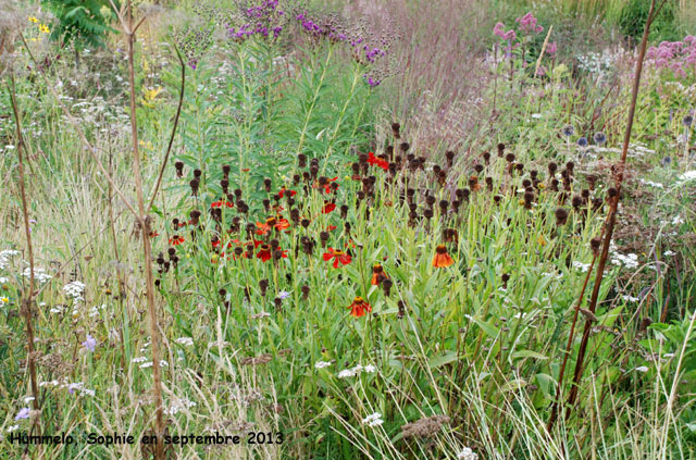 Helenium  Hummelo (Piet Oudolf)