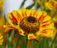 Helenium 'Feuersiegel'