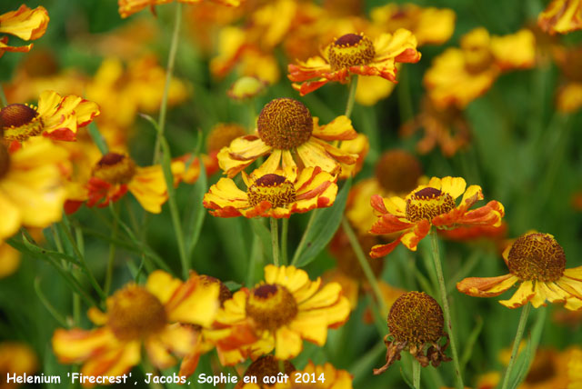 Helenium 'Firecrest'