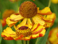 Helenium 'Firecrest'