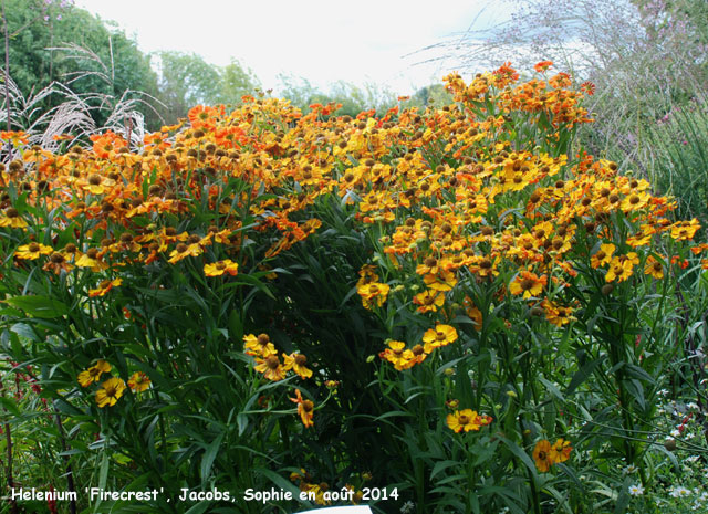 Helenium 'Firecrest'