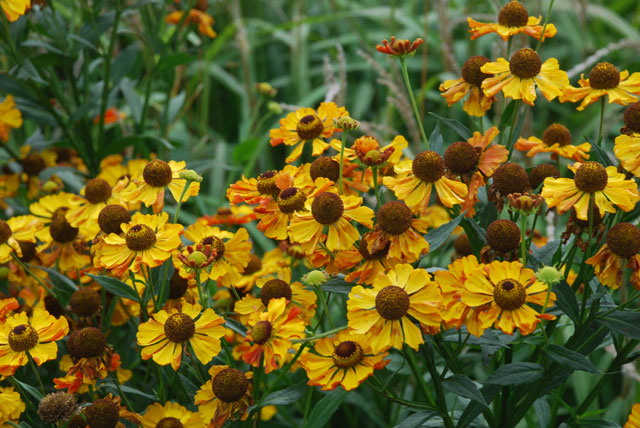 Helenium 'Firecrest'