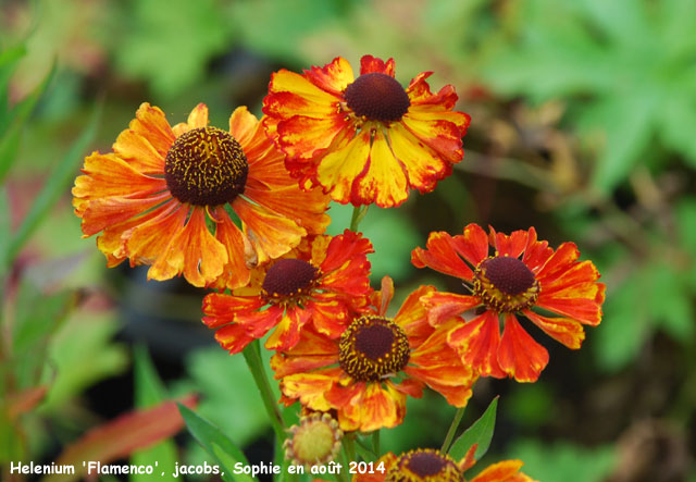 Helenium 'Flamenco'