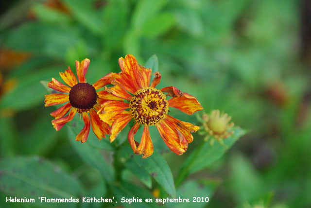 Helenium 'Flammendes Käthchen'