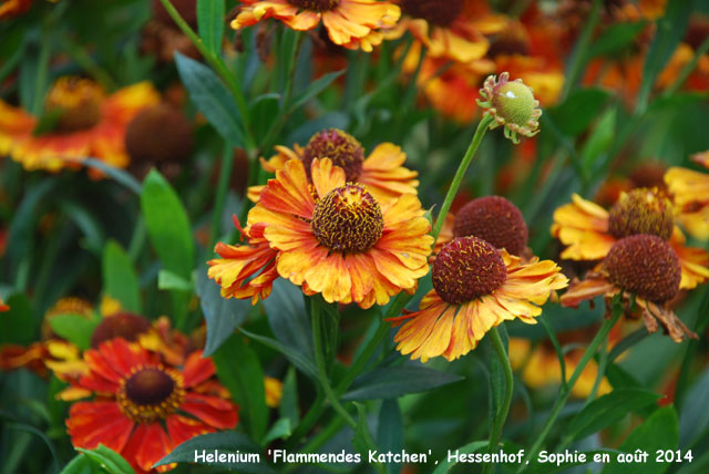 Helenium 'Flammendes Käthchen