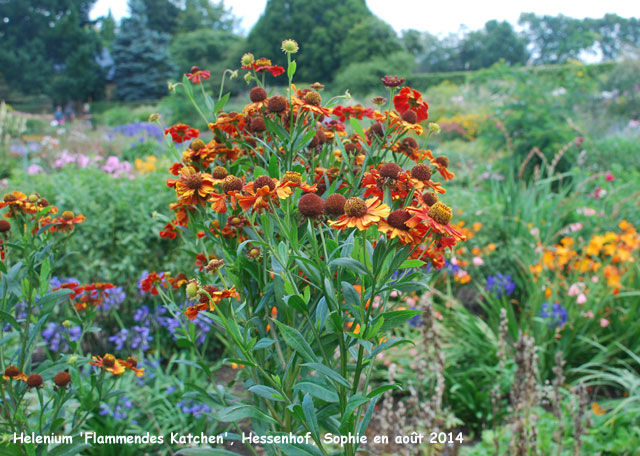 Helenium 'Flammendes Käthchen'