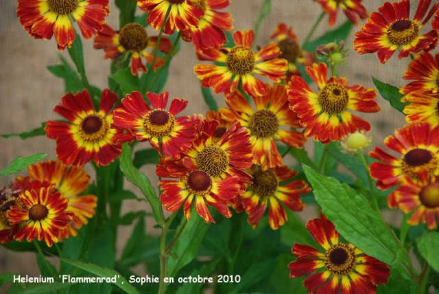 Helenium 'Flammenrad'