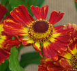 Helenium 'Flammenrad'