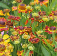 Helenium autumnale 'Fuego'