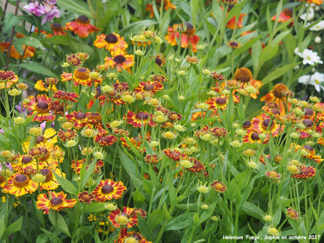 Helenium autumnale 'Fuego'