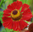 Helenium 'Goldlackzwerg'