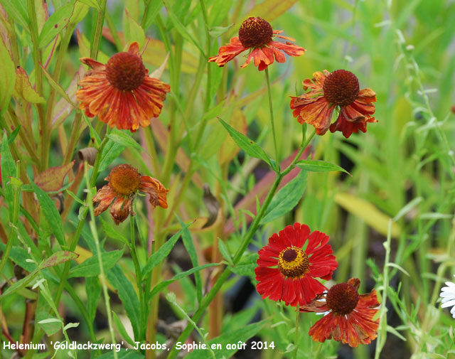  Helenium 'Goldrausch'