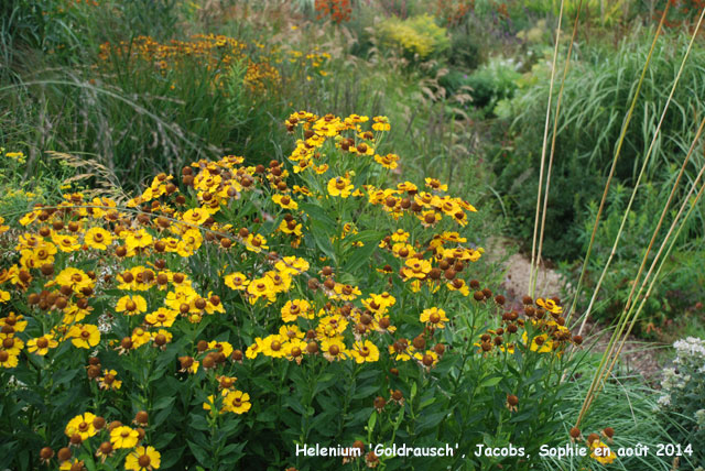 Helenium 'Goldrausch'