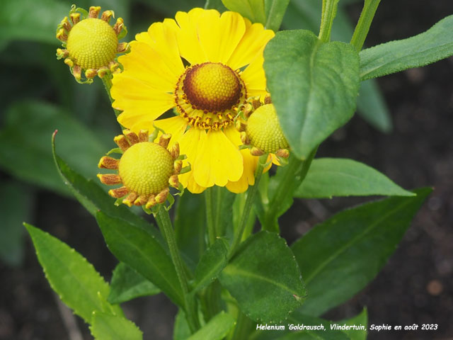 Helenium 'Goldrausch'
