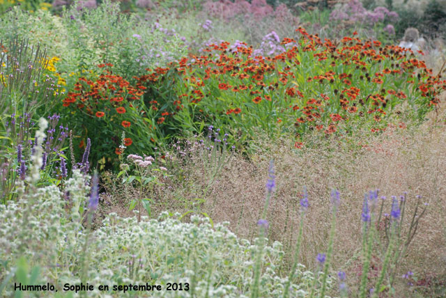 Helenium à Hummelo