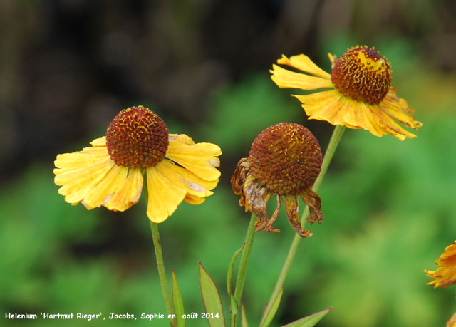 Helenium 'Hartmut Rieger'