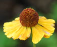 Helenium 'Hartmut Rieger'