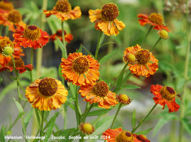 Helenium 'Hollwege'