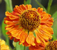 Helenium 'Hollwege'