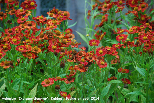 Helenium 'Indianersommer'