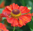 Helenium 'Indianersommer'