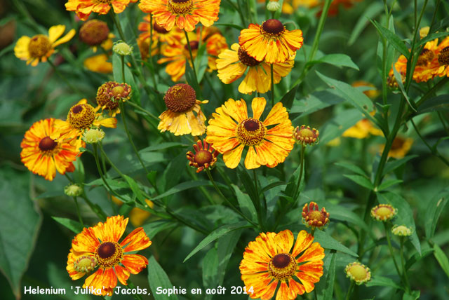 Helenium 'Julika'