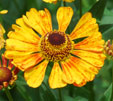 Helenium 'Julika'