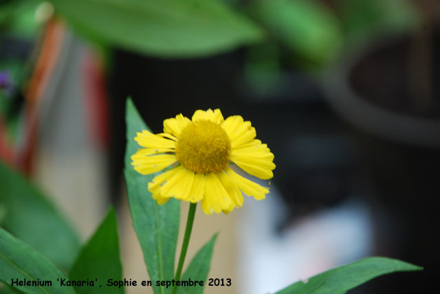 Helenium 'Kanaria'