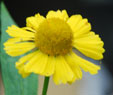 Helenium 'Kanaria'