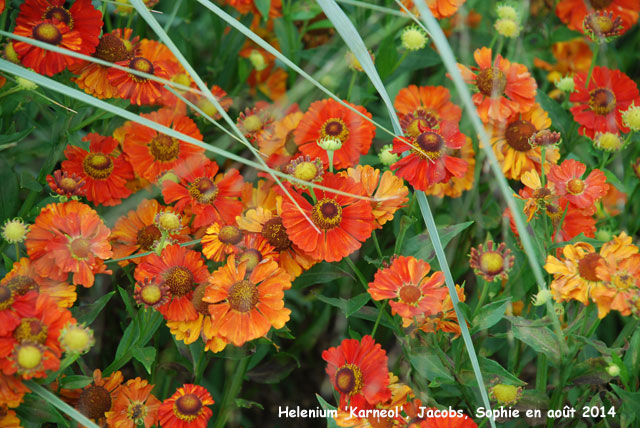 Helenium 'Karneol'