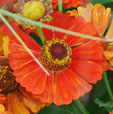 Helenium 'Karneol'